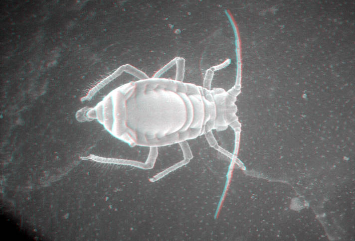afide033D