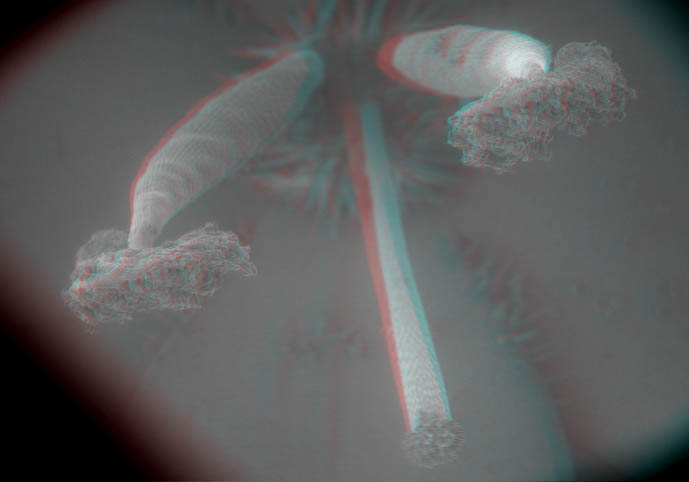 fioreB013D