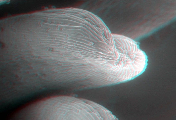 fioreC023D