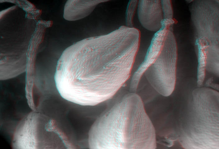 fragola013D