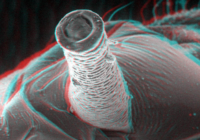 moscerino013D