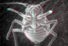 afide133D