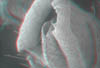 fioreA023D
