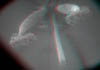 fioreB013D