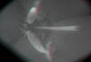fioreB023D