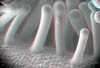 fioreB063D
