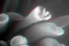 fioreC013D