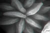 fioreC043D