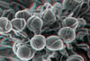 fioreC063D