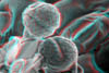 fioreC073D