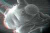 moscerino023D